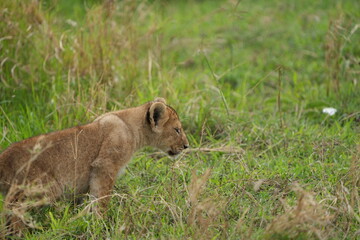 side portrait of a lion cub standing in the tall grass of the serengeti national park, wallpaper