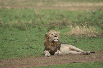 male lion laying on the ground and grass in the serengeti while the wind blows through his manes...