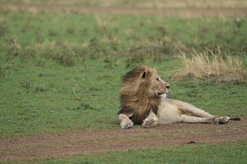 male lion laying on the ground and grass in the serengeti while the wind blows through his manes royal portrate tanzania