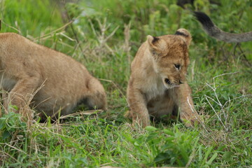 lion cub sitting and observing the area around him in the serengeti national park tanzania