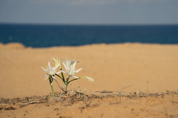 A Sea Daffodil on a Sandy Beach