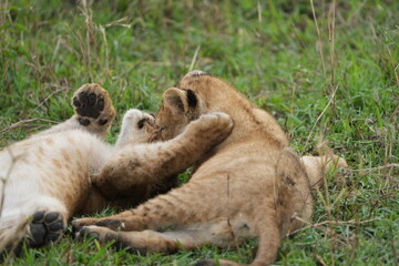 two lion cubs playing in the grass together, brothers, tanzania, serengeti national park