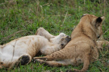 Playful Lion Cubs in the Grass – Serengeti's Young Royals at Play - two lion cubs pawing at each other