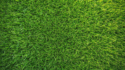 Fototapeta premium Closeup of Freshly Mowed Lawn with Vibrant Green Grass Texture, Field of Lush Spring Grass, Detailed Background of Healthy Grass, Perfect for Nature, Garden, and Outdoor Landscape Themes