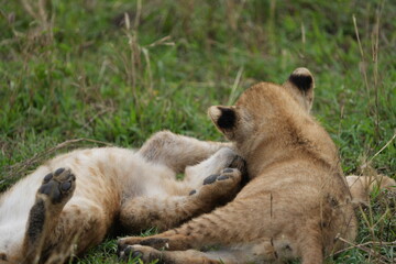 Playful Lion Cubs in the Grass – Serengeti's Young Royals at Play - two lion cubs pawing at each other