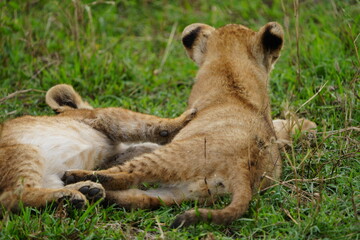 two lion cubs playing in the grass together, brothers, tanzania, serengeti national park