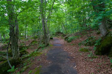 Scenery of trekking paths in Shiga Kogen without people