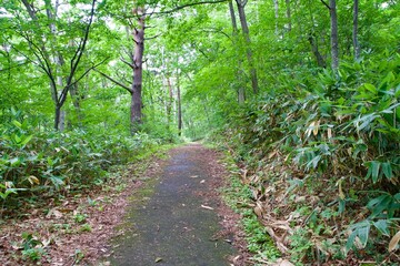 Fototapeta premium Trekking paths in Shiga Kogen in summer