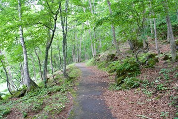 Obraz premium Trekking path around Biwa Pond in Shiga Kogen