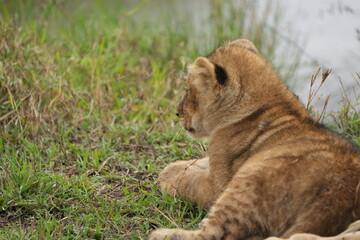 portrait of a lion cub laying in the grass of the serengeti national park tanzania wallpaper
