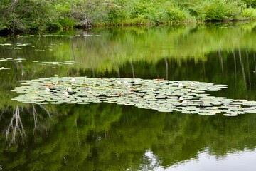 Water lilies floating in one swamp in Shiga Kogen