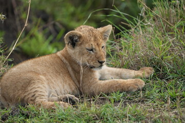 portrait of a lion cub isolated young in the serengeti national park tanzania