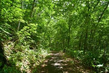 Forest landscape of Shiga Kogen bathed in light