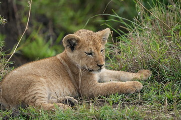 portrait of a lion cub isolated young in the serengeti national park tanzania