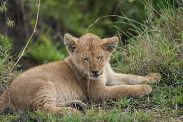 portrait of a lion cub isolated young in the serengeti national park tanzania