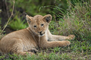Naklejka premium portrait of a lion cub isolated young in the serengeti national park tanzania