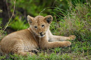 portrait of a lion cub isolated young in the serengeti national park tanzania