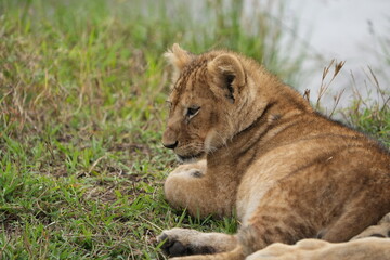 portrait of a lion cub isolated young in the serengeti national park tanzania