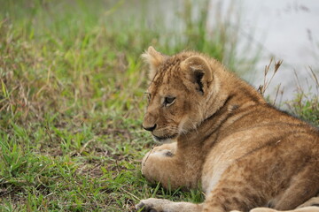 lion cub panthera leo in the grass of the savannah portrait serengeti national park