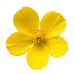 yellow flower isolated on white