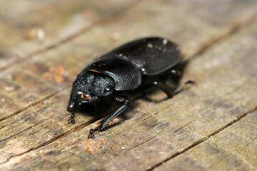 明るい冬日の切り株上にメスのコクワガタムシ（自然光+ストロボマクロ接写）