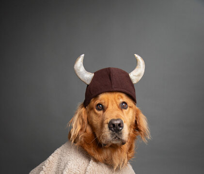 Golden retriever dressed as a Viking wearing a helmet and cloak