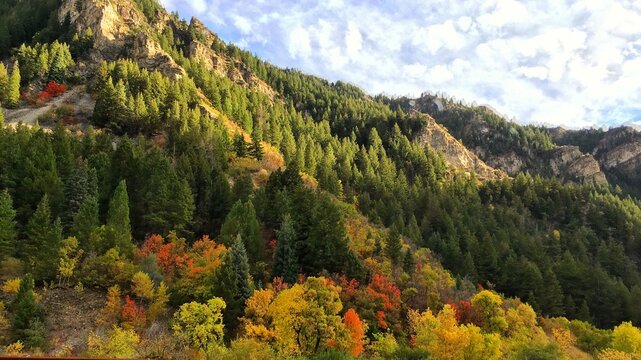 Autumn forest in a mountain landscape, Provo, Utah, USA