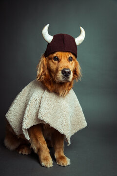 Portrait of a Golden retriever dressed as a Viking wearing a helmet and cloak