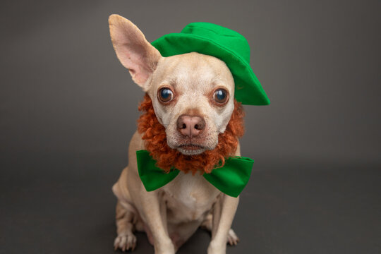 Portrait of a cream Cheagle dressed as a Leprechaun in a green hat, bow tie and beard
