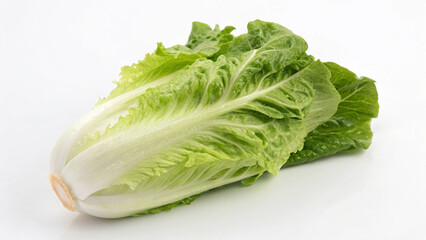 Chinese cabbage on a white background