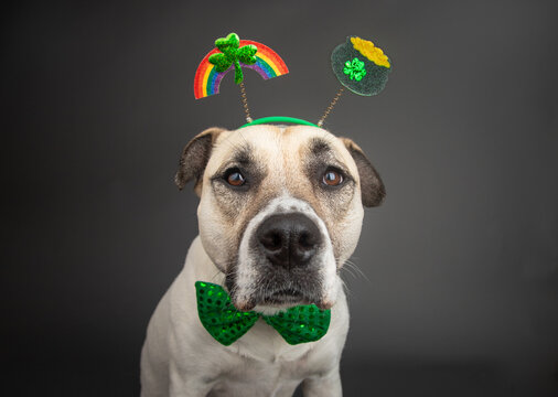 Pit bull mix wearing a bow tie and headband with a rainbow, four leaf clover and pot of gold for St Patrick's Day