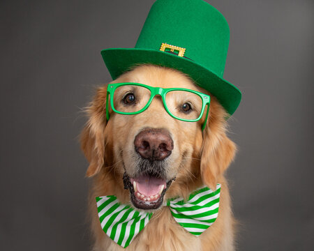 Golden retriever wearing a hat spectacles and a bow tie for St Patrick's Day