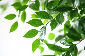 Jiaogulan green foliage with medicinal properties on a white backdrop