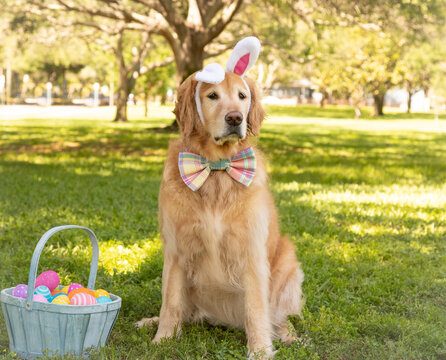 Golden retriever dog wearing bunny ears and a bow tie sitting in a dog park with a basket filled with painted Easter eggs, Florida, USA