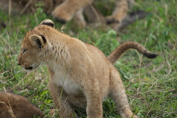 portrait of a lion cub isolated young in the serengeti national park tanzania