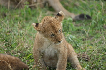 Naklejka premium portrait of a lion cub isolated young in the serengeti national park tanzania