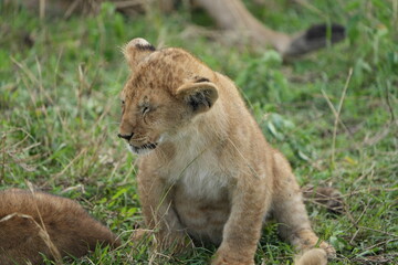 portrait of a lion cub isolated young in the serengeti national park tanzania