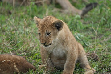 portrait of a lion cub isolated young in the serengeti national park tanzania