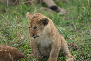 Fototapeta premium portrait of a lion cub isolated young in the serengeti national park tanzania