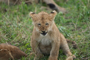 portrait of a lion cub isolated young in the serengeti national park tanzania