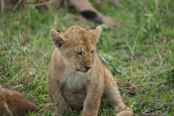portrait of a lion cub isolated young in the serengeti national park tanzania