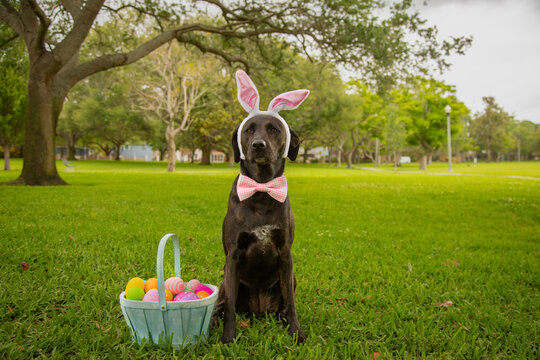 Portrait of a Black labrador retriever mix wearing bunny ears and a bow tie sitting in a park next to a basket filled with painted Easter Eggs