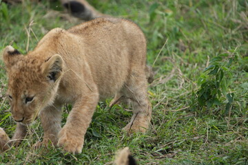 portrait of a lion cub isolated young in the serengeti national park tanzania