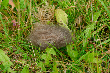 Hundehaare in der Natur