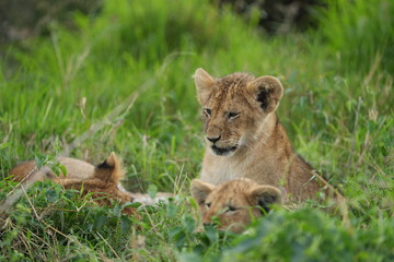 portrait and wallpaper of a baby lion laying in the grass of the serengeti national park in tanzania