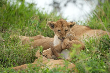 small lion cub cleaning himself, licking his leg, while lying in the serengeti national park with his pride