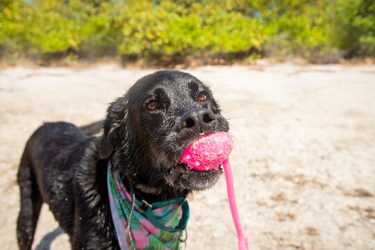 Close-up of a black labrador mix dog standing on the beach with a plastic toy in its mouth, Florida, USA
