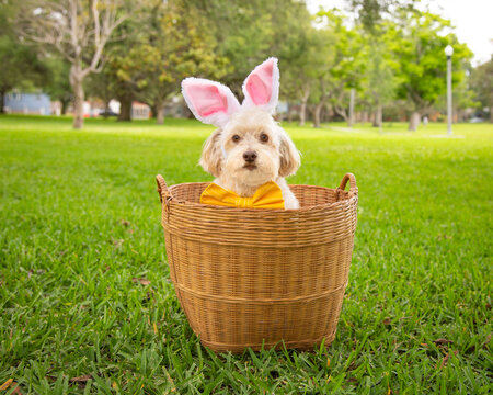 Havapoo wearing bunny ears and a bow tie sitting in a basket in a park, Florida, USA