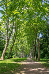 Chemin de terre en sous-bois sous une végétation verte