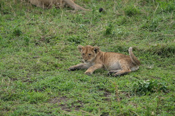 little lion cub lying on the grass in the serengeti in Tanzania, leo,